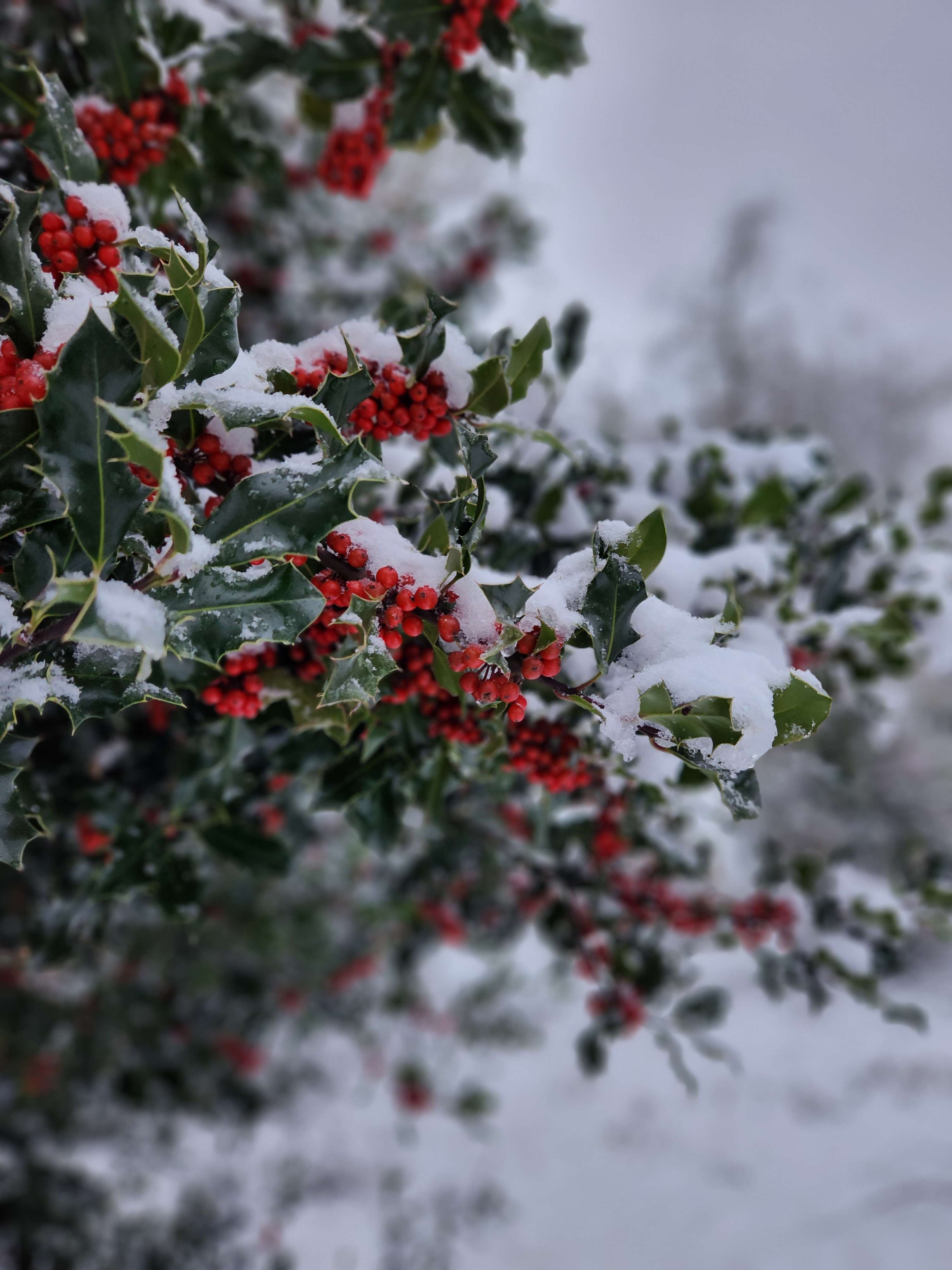 Close up of some berries